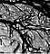 grenar i svart-vitt-grått