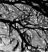 grenar i svart-vitt-grått