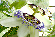 underlig blomma i vitt och lila