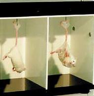 två vita möss som hänger i sina svansar