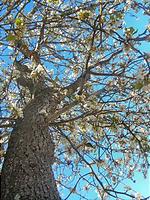 Blommande träd mot blå himmel