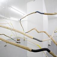 en skog som städar, kanske