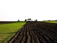 jordfåror, gräs, himmel